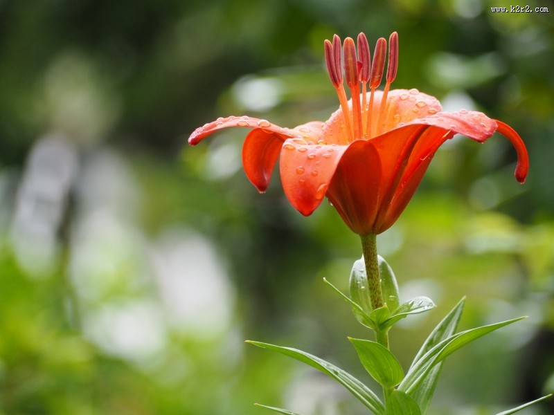美丽的百合花图片