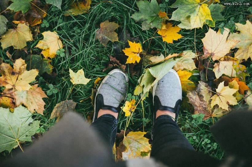散落满地的枫叶图片