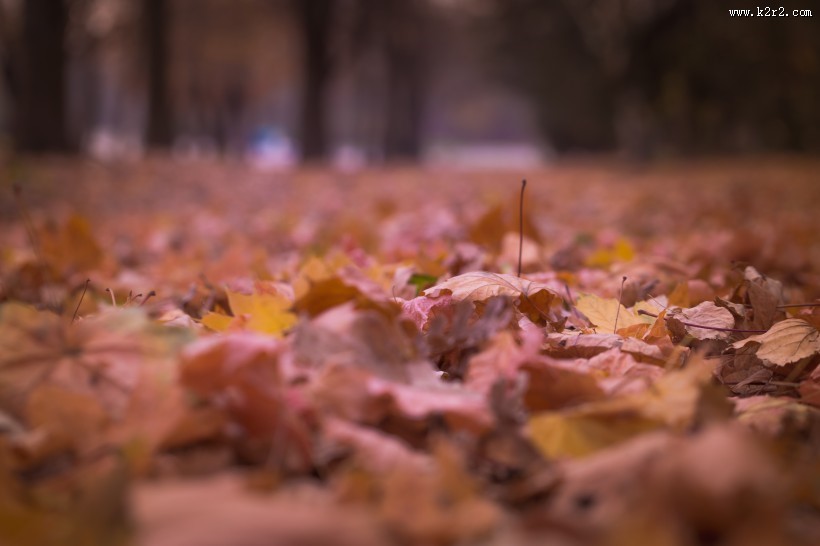 散落满地的枫叶图片