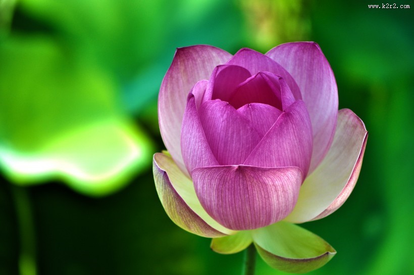 一朵粉红色的荷花图片