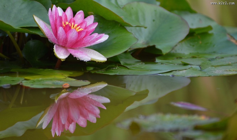 一朵粉红色的荷花图片
