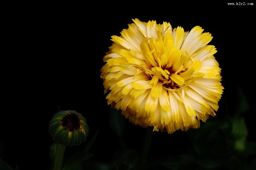 黄色的小菊花图片大全
