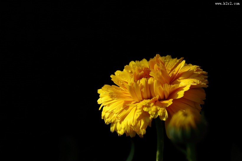 黄色的小菊花图片大全