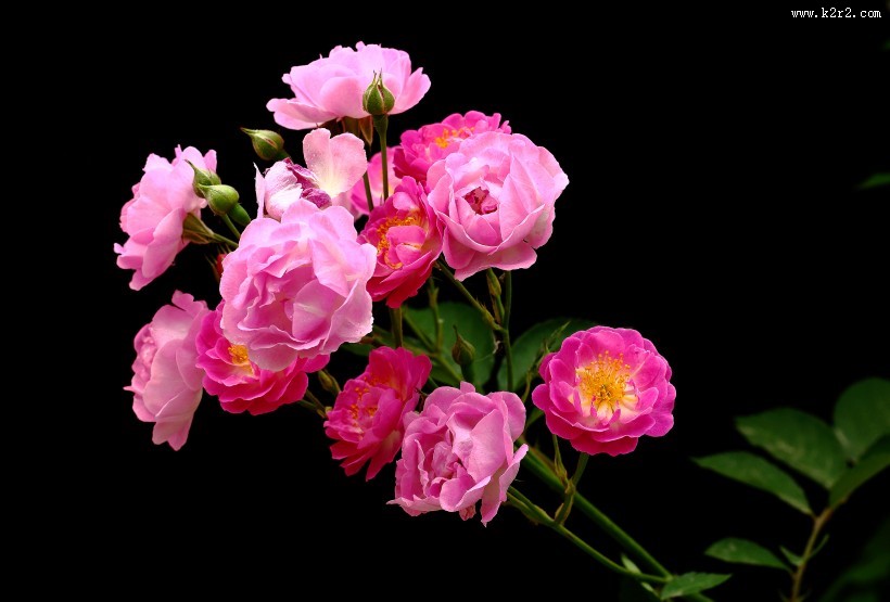 蔷薇花图片