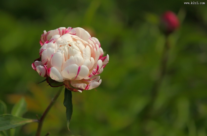 含苞待放的芍药花图片