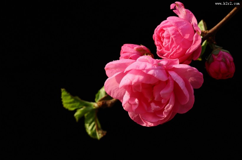 榆叶梅图片大全