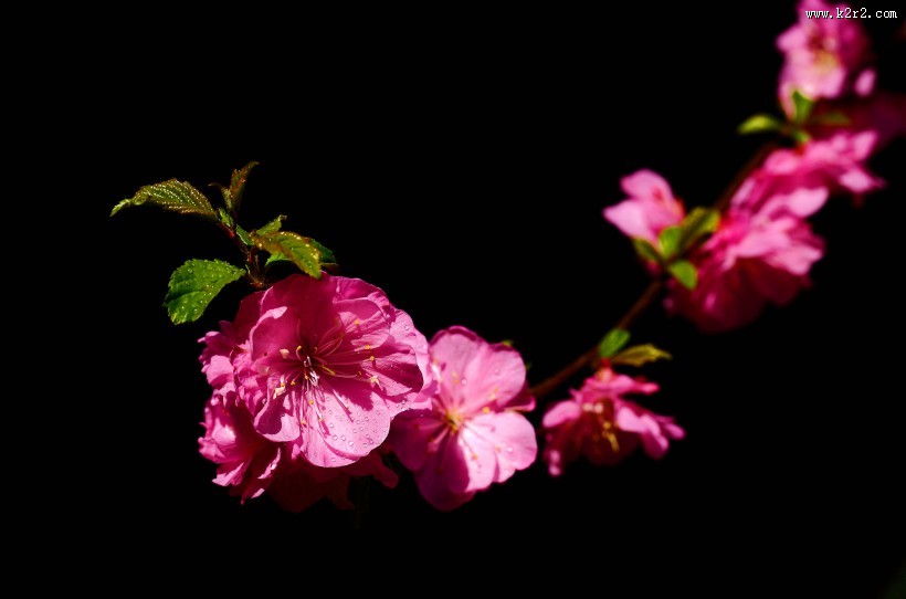 榆叶梅图片大全