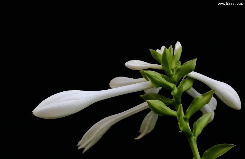 白玉簪图片大全