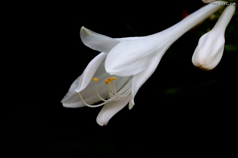 白玉簪图片大全