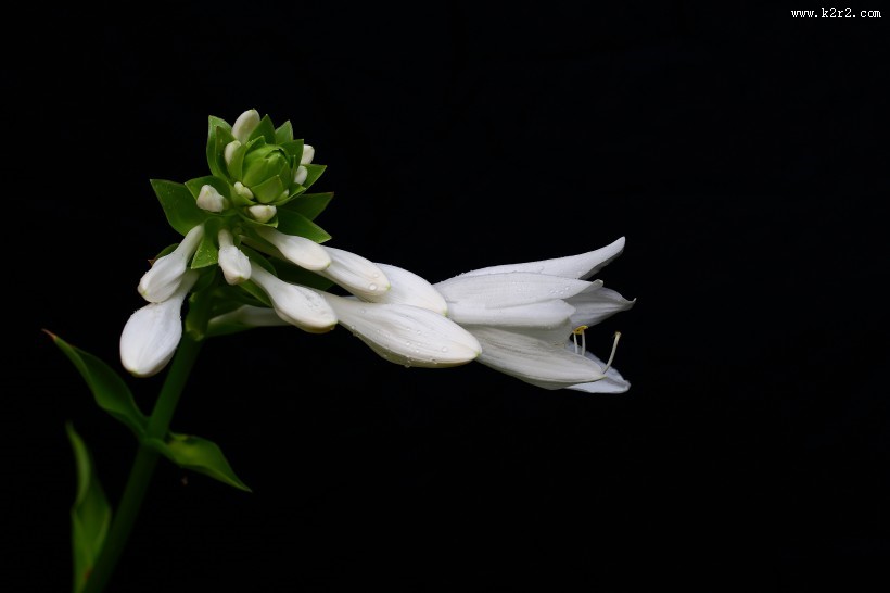 白玉簪图片大全