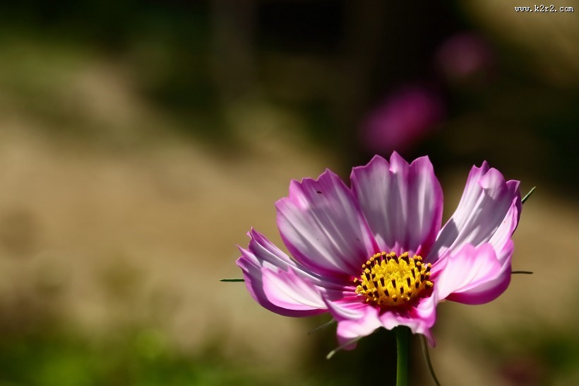 格桑花图片大全