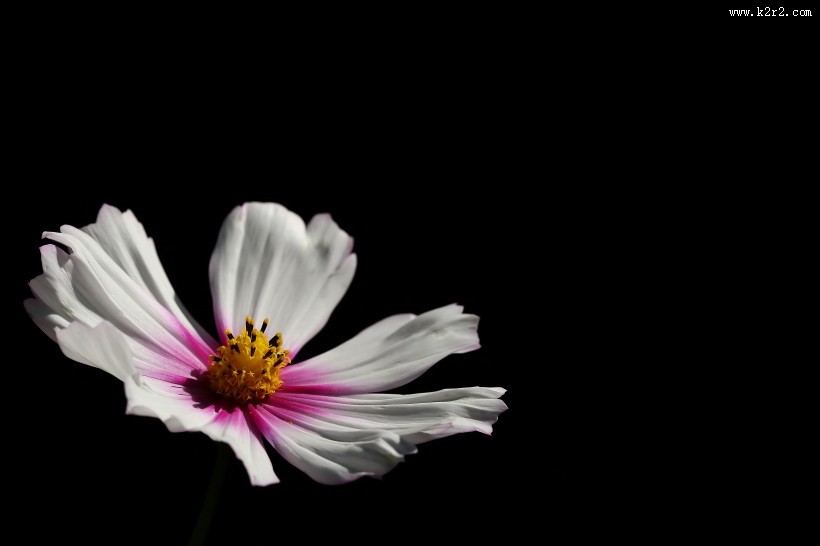 格桑花图片大全