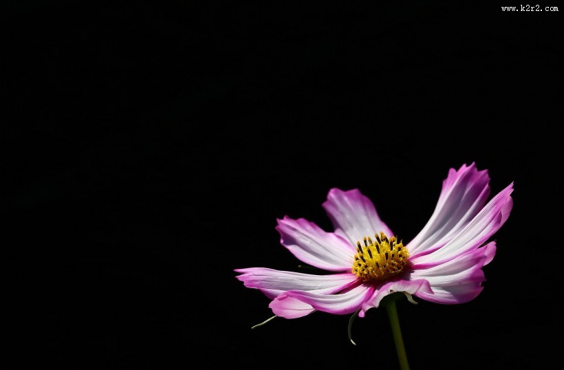 格桑花图片大全