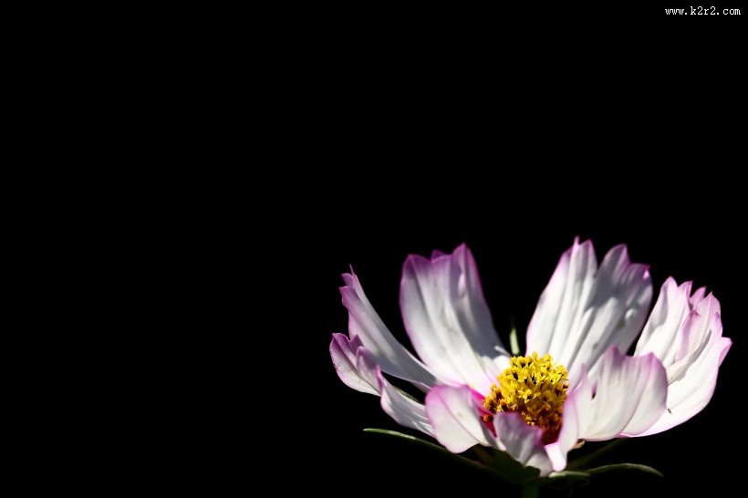 格桑花图片大全