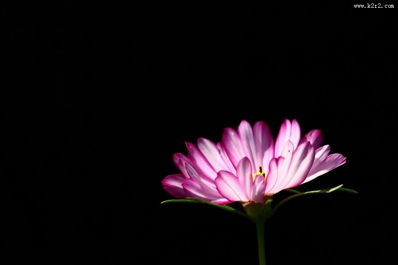 格桑花图片大全