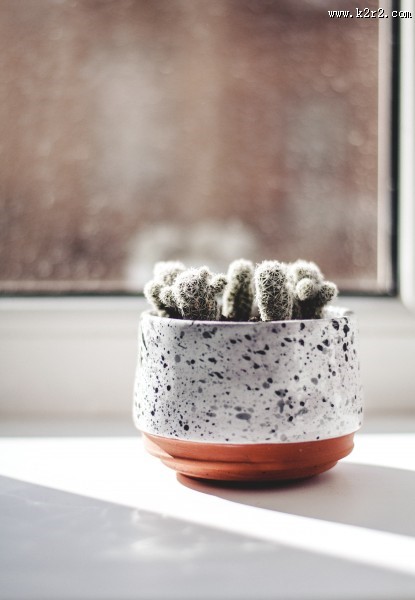 仙人掌盆栽图片