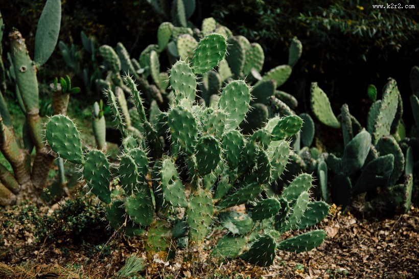 沙漠之花仙人掌图片