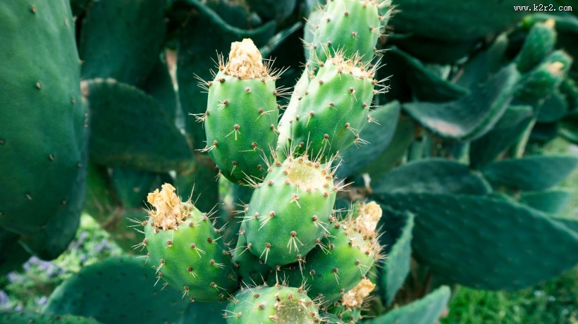 沙漠之花仙人掌图片