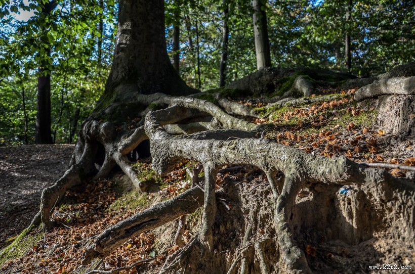 大树的根部图片