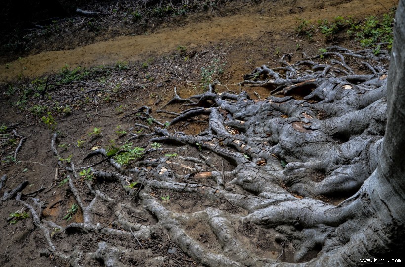 大树的根部图片