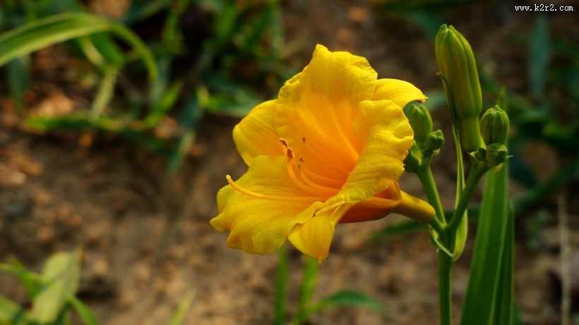 萱草花图片大全