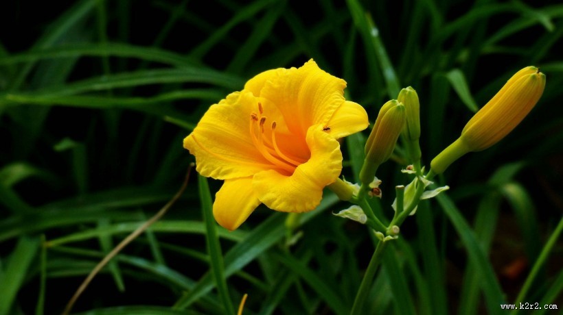 萱草花图片大全