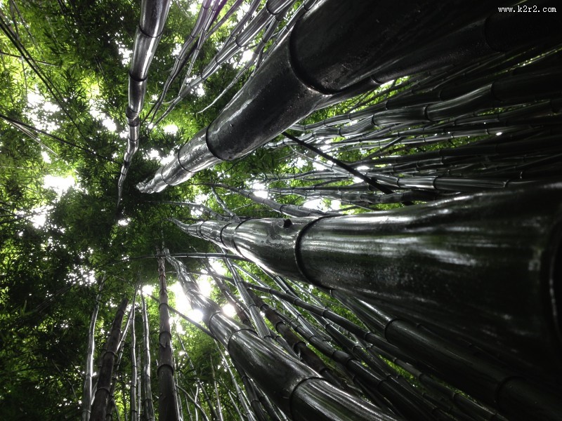 挺拔的竹子图片