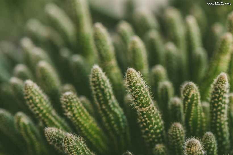 形态各异的仙人掌图片