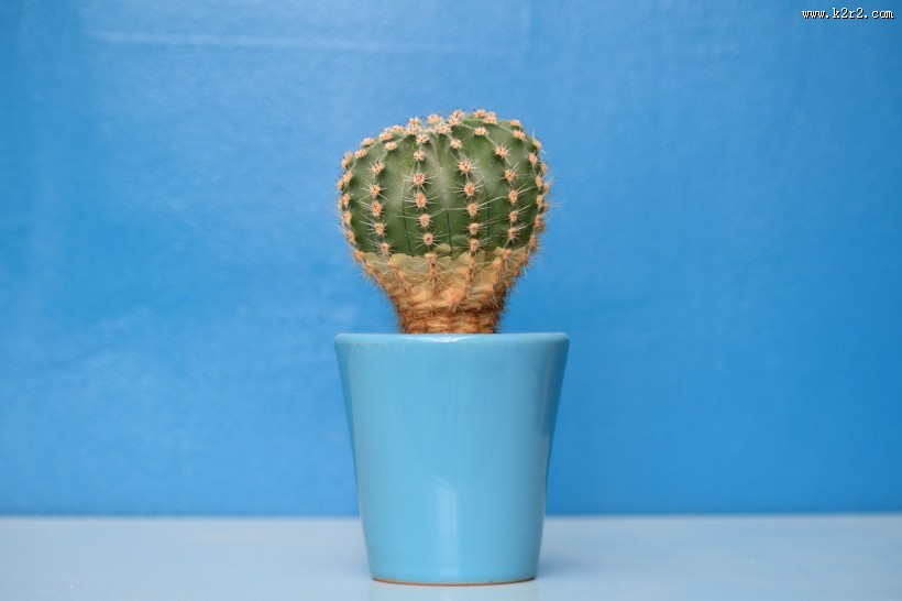 形态各异的仙人掌图片