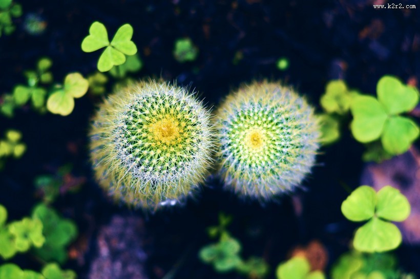 形态各异的仙人掌图片