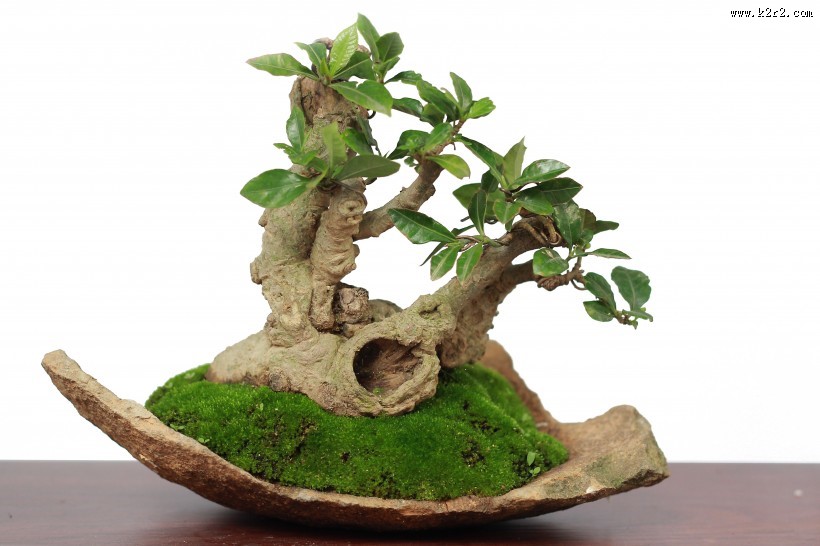 姿态优美的绿色植物盆栽图片