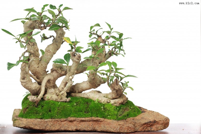 姿态优美的绿色植物盆栽图片