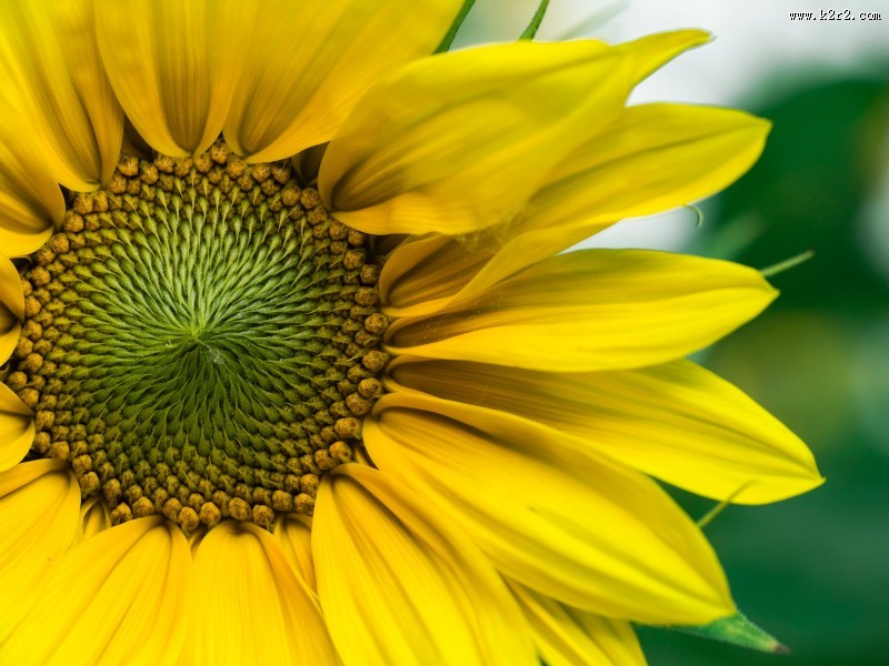 金黄的向日葵图片