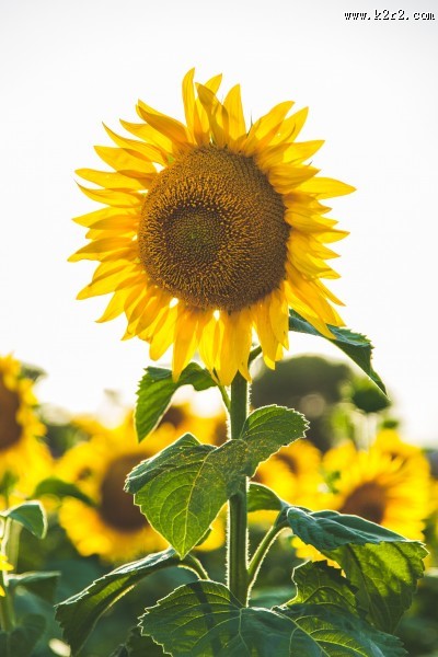 金黄的向日葵图片