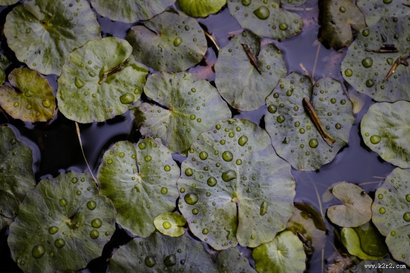 美丽的荷叶图片