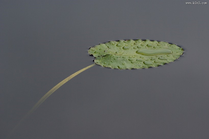 美丽的荷叶图片