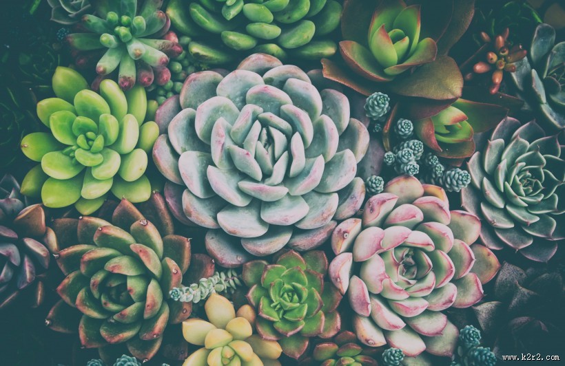 好看唯美的多肉植物图片