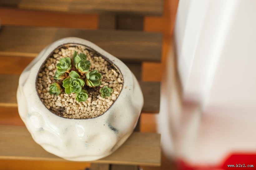 好看唯美的多肉植物图片