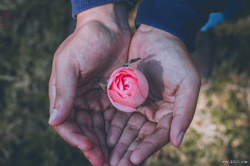 手中的鲜花图片大全