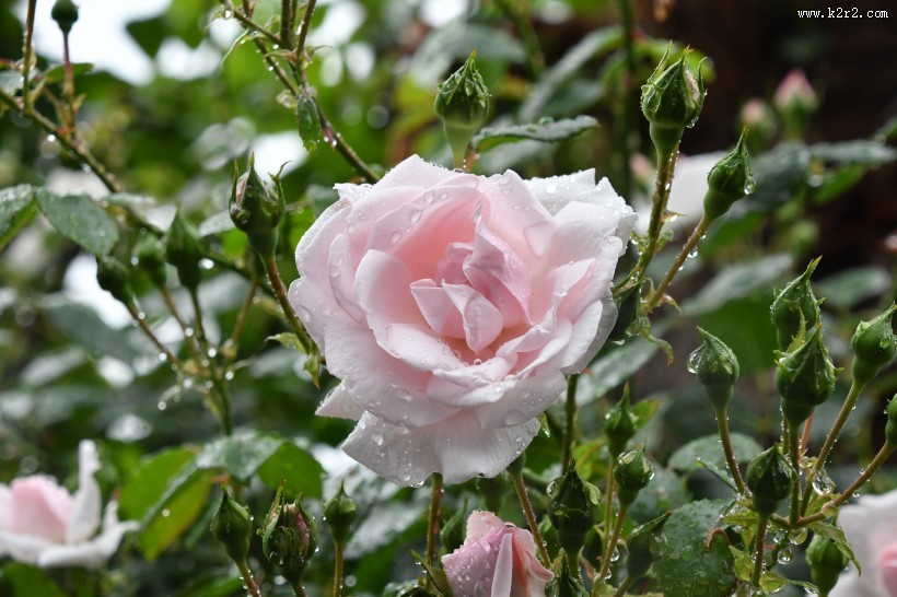 玫瑰花上的露珠图片