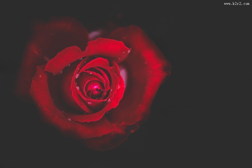 玫瑰花上的露珠图片