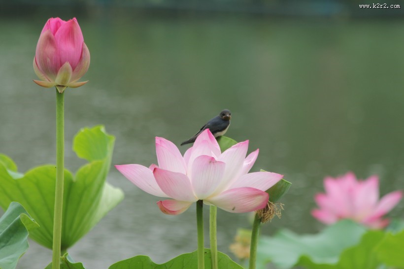 唯美夏日荷花图片