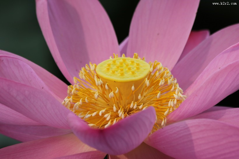 唯美夏日荷花图片