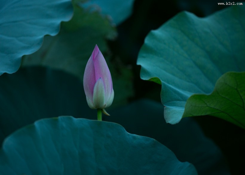 唯美夏日荷花图片