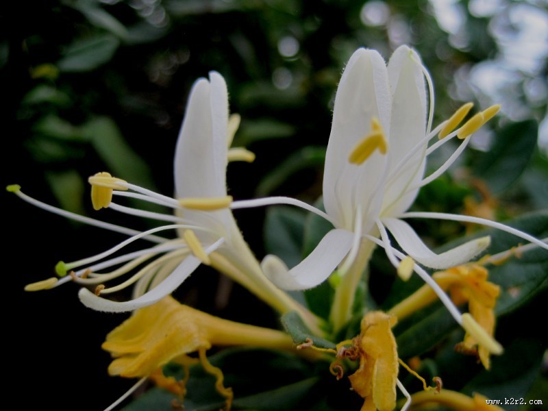静静绽放的金银花图片