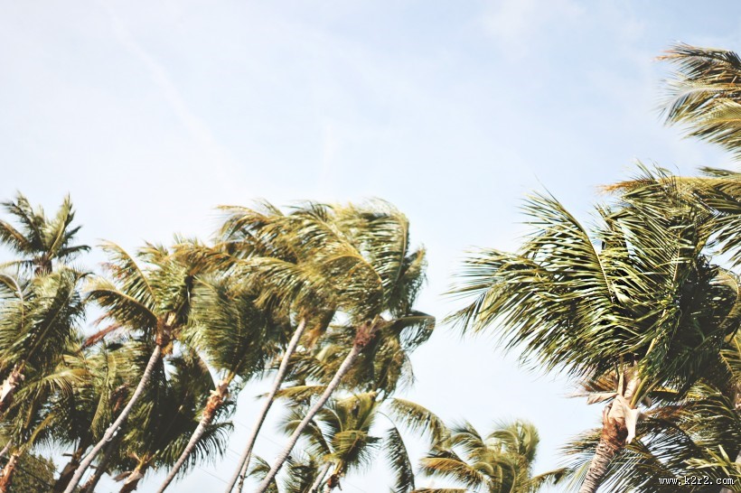 高大的椰树图片大全