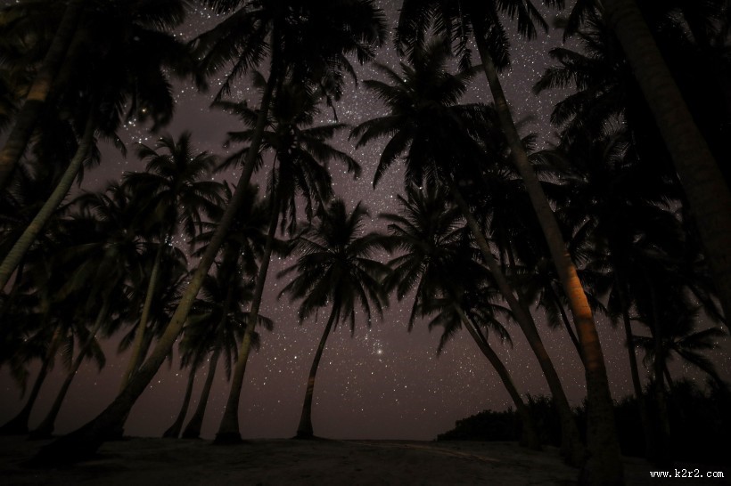 一小片椰树林图片