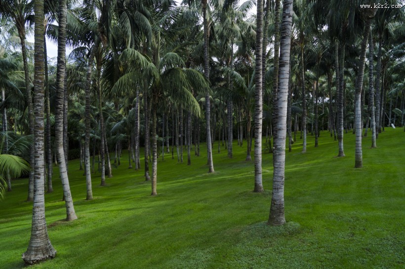 一小片椰树林图片