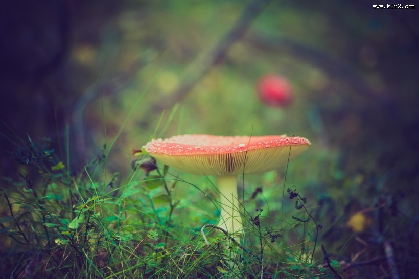 未采摘的蘑菇图片大全