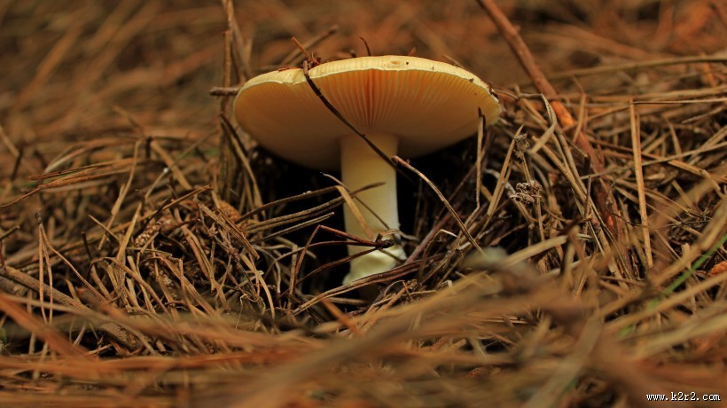 未采摘的蘑菇图片大全